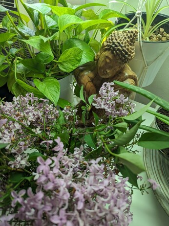 Close-up, on my kitchen table: a few green plants. In white pots surround a carved, wooden buddha statue in a sleeping pise, eyes closed. In the foreground: an abundance of pale purple lilacs and their heart-shaped green leaves 💚