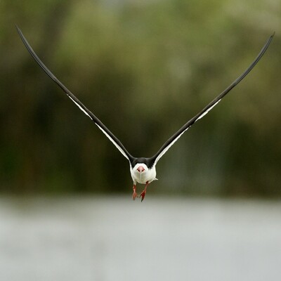 A black skimmer in flight, approaching the viewer