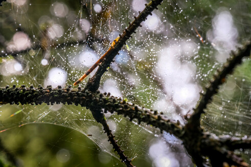 Dew laden cobwebs in branches with sunlight behind highlighting the water droplets