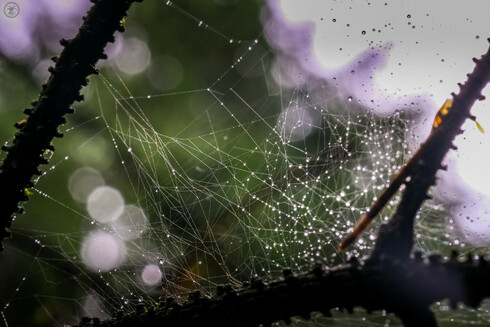 Dew laden cobwebs in branches with sunlight behind highlighting the water droplets