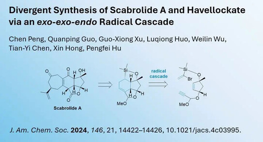 Divergent Synthesis of Scabrolide A and Havellockate via an exo-exo-endo Radical Cascade

Chen Peng, Quanping Guo, Guo-Xiong Xu, Luqiong Huo, Weilin Wu, Tian-Yi Chen, Xin Hong, Pengfei Hu

J. Am. Chem. Soc. 2024, 146, 21, 14422–14426, 10.1021/jacs.4c03995.
