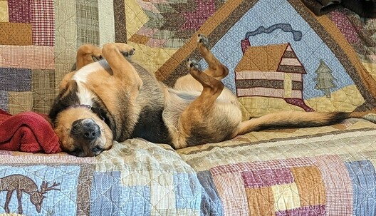 A small dog with big ears is sprawled on a couch, on her back, legs up in the air, completely conked out.