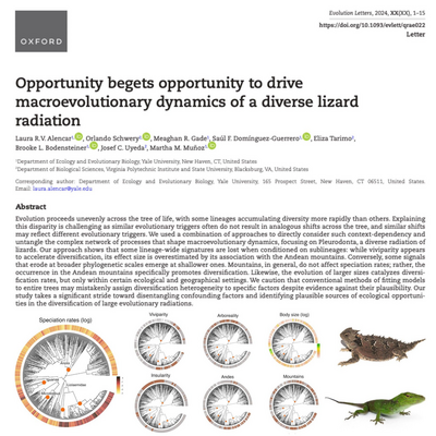 Title and Abstract page of paper "Opportunity begets opportunity to drive macroevolutionary dynamics of a diverse lizard radiation" by Alencar, Schwery, et al. 2024