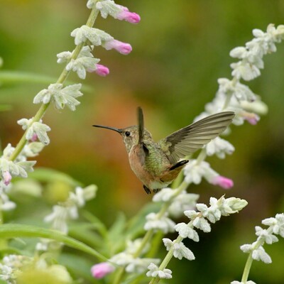 Allen’s hummingbird cruising through the Mexican bush sage