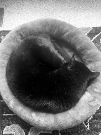 A black and white photo of a black cat curled up sleeping in a round gray cat bed just his size. Mr. Murder Paws is not helping with this art project at all.