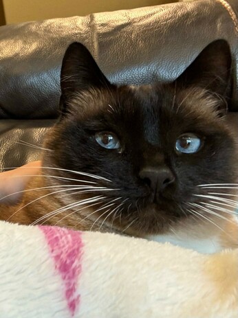 Close up of a Siamese cat