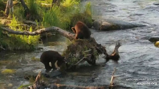 Bear #128 Grazer's coy learning to fish at Brooks River at Brooks Falls in Katmai National Park, Alaska