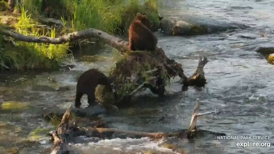 Bear #128 Grazer's coy learning to fish at Brooks River at Brooks Falls in Katmai National Park, Alaska