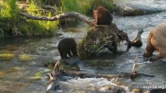Bear #128 Grazer's coy learning to fish at Brooks River at Brooks Falls in Katmai National Park, Alaska