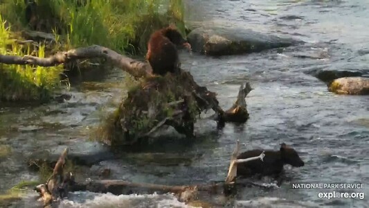 Bear #128 Grazer's coy learning to fish at Brooks River at Brooks Falls in Katmai National Park, Alaska