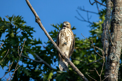 A young, brown hawk with a flecked white breast stands on one leg on a steeply angled dead branch, looks slightly downwards and declaim a loud squawk.