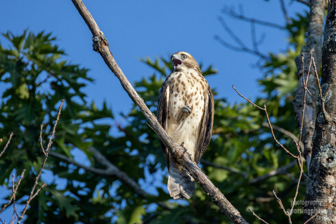 The hawk raises his head to declaim in a new direction.