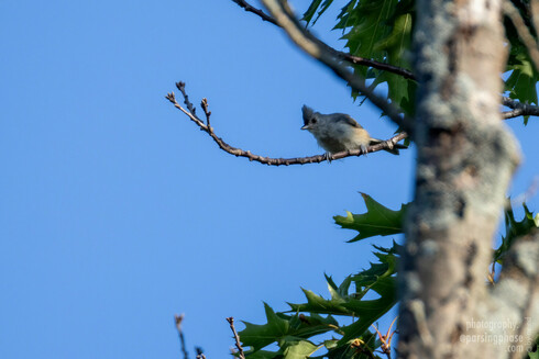 A very peeved, ruffled-looking grey-blue songbird with raised crest scowls downwards from a high twig