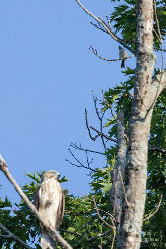 Context photo (hawk in foreground is blurred), with the Titmouse shown a few feet above the Hawk in the same tree.