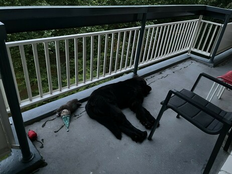 a photo of Odin, a six month old Newfoundlander puppy, asleep on the balcony with his Mr. Sloth toy. Odin is in an awkward teenage growth phase and his legs are incredibly, absurdly long.