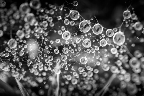 Macro monochrome photograph of spiderweb covered in raindrops