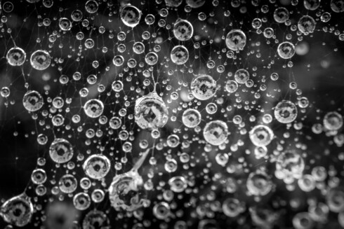 Macro monochrome photograph of spiderweb covered in raindrops