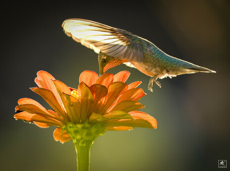 Color photo of a backlit hummingbird hovering over and feeding from an orange zinnia flowerhead.