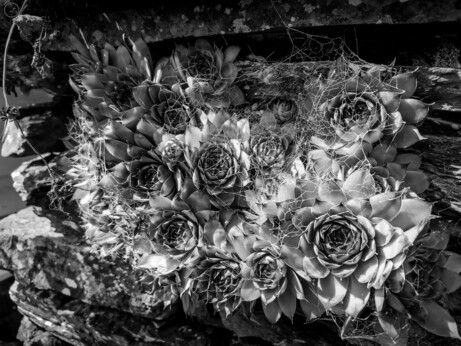 Monochrome shot of a cluster of sempervivum covered in spider webs on stone wall
