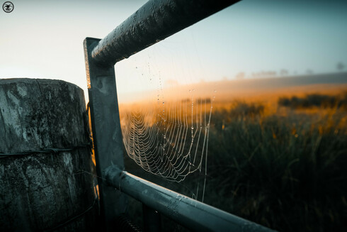 Dew covered cobweb in metal farm gate. Misty fields beyond