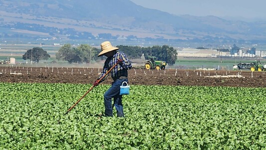 Farm worker weeding in a lettuce field