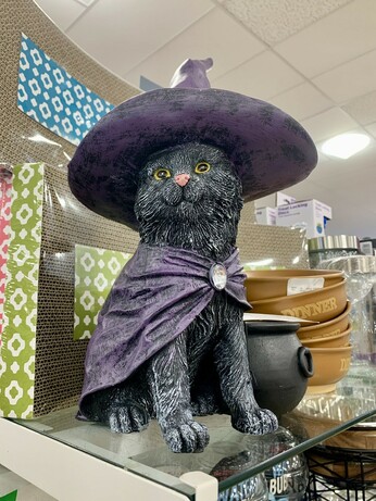 black cat in witch hat