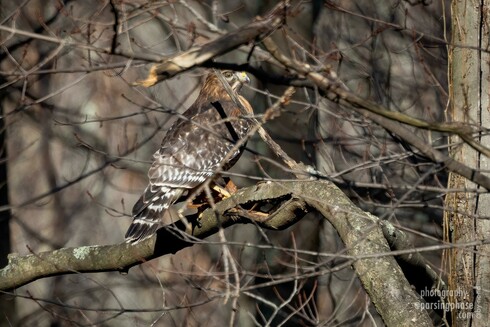 A large brown hawk peers out from a tangle of rough branches.