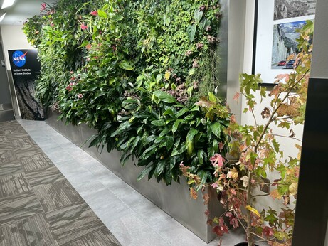 Sweet gum in the foreground , living wall with a variety of plants, with nasa giss poster in the background