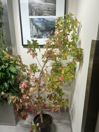 A closeup of the sweet gum — it looks like a normal 3’ tall sapling.