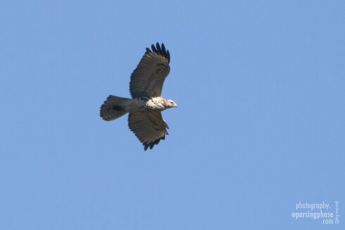 Slightly blurred by motion, a large primarily white hawk with broad wings and tail, and dark, spread primaries, glides in a blue sky.