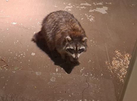 A raccoon stands on a concrete patio, looking at the camera, under nighttime security lighting. Some birdseed is scattered on the patio to the right.