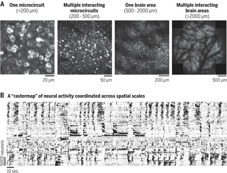 large-scale neural recording of 50,000 neurons, showing many diverse activity patterns, and also what the cells look like at various zooms of the maximum projection image of the recording FOV