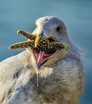 Closeup capture of a Gull while eating a yellow starfish. The pink tongue of the gull is hanging out and saliva dripping. Portrait shot.