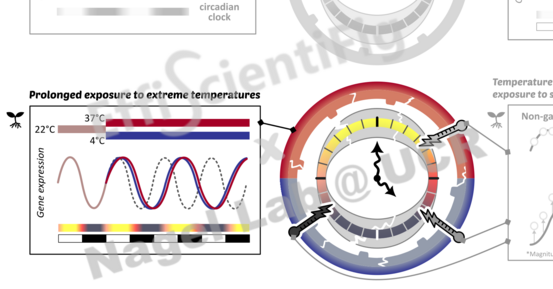 On the left: sinusoidal curve showing phase shift in response to prolonged exposure to extreme temperatures, for a gene with circadian expression.
On the right: a cracked clock with melting clock hands, illustrating the disruption of the circadian clock from high temperatures.
Watermarked with « EffiScientiFig x Nagel Lab @ UCR.