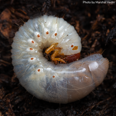 Close-up of a curled white and translucent grub with visible segments and tiny hairs, lying on dark brown soil. The image shows the grub's reddish-brown head and legs tucked against its body.