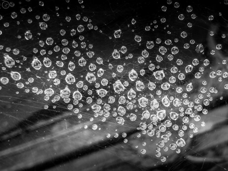 monochrome shot of raindrops on spiders web