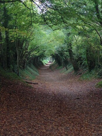 A leaf-covered track through a corridor of trees. Two people walking in the far distance.