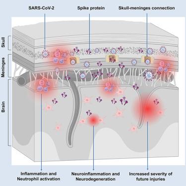 Graphical abstract for the text abstract:


SARS-CoV-2 infection is associated with long-lasting neurological symptoms, although the underlying mechanisms remain unclear. Using optical clearing and imaging, we observed the accumulation of SARS-CoV-2 spike protein in the skull-meninges-brain axis of human COVID-19 patients, persisting long after viral clearance. Further, biomarkers of neurodegeneration were elevated in the cerebrospinal fluid from long COVID patients, and proteomic analysis of human skull, meninges, and brain samples revealed dysregulated inflammatory pathways and neurodegeneration-associated changes. Similar distribution patterns of the spike protein were observed in SARS-CoV-2-infected mice. Injection of spike protein alone was sufficient to induce neuroinflammation, proteome changes in the skull-meninges-brain axis, anxiety-like behavior, and exacerbated outcomes in mouse models of stroke and traumatic brain injury. Vaccination reduced but did not eliminate spike protein accumulation after infection in mice. Our findings suggest persistent spike protein at the brain borders may contribute to lasting neurological sequelae of COVID-19.
