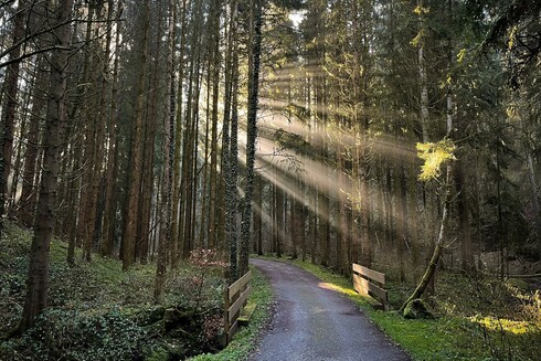 Sunlight filtering through coniferous trees illuminating otherwise-unseen mist in a valley. A path with a small bridge with wooden railings.
