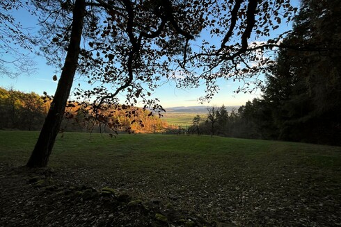 Sunlit fields seen from a hill, trees framing the shot.