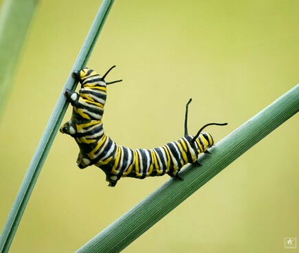 Color photo of a yellow, black, & white striped monarch butterfly caterpillar with its body curved as it crosses over from one stem to another with its front end on one and the back end still on the other.