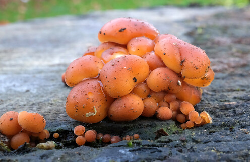 Photo of a tight clump of bright orange velvet shank. The sticky surface is lightly sprinkled with fine dust/debris. Centre foreground and left is a row of similar but smaller velvet shank. They are growing from a horizontally cut tree stump