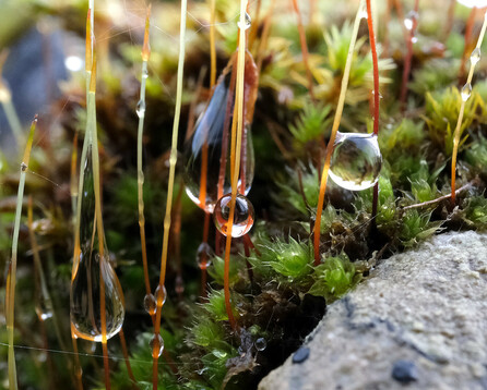 Close-up photograph of moss sporophyte stems (tops not seen) with water drops of various sizes and shapes  clinging to them. Background is green mosses with, right bottom corner foreground being part of a stone wall
