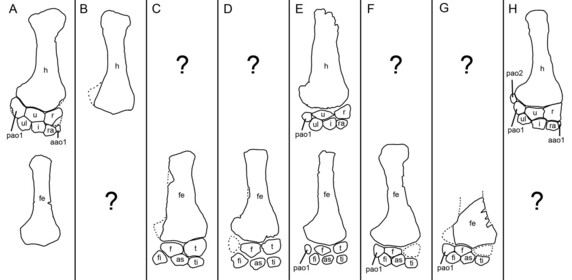 A figure from the paper showing line drawings of various plesiosaur flippers.