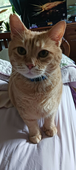 Morris on an unmade bed looking at the camera.  He seems to be wondering if treats will be coming shortly, now that I am finally up!  A TV showing a squid is in the background - next to a window with some plants on a shelf to the left.