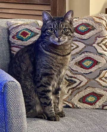 Gray tabby cat sitting on a blue chair. He’s staring right at the camera and looks a bit like he’s smirking.