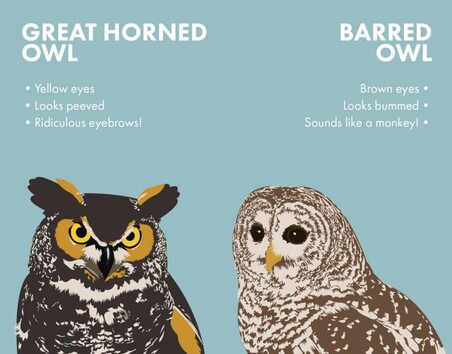 Illustration of Great Horned and Barred owls Image attribution: https://www.nhpr.org/something-wild/2016-02-05/something-wild-how-owls-spend-the-winter