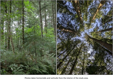 Photos taken horizontally and vertically from the interior of the study area [of trees and undergrowth]