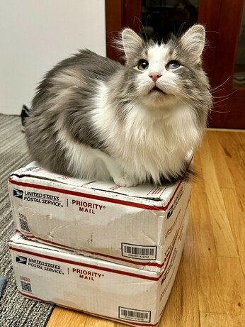 Thor, a fluffy grey and white bicolor half-Ragdoll cat, sitting atop two USPS Priority Mail shipping boxes. They are full of soap, so he’s literally on a soap box.