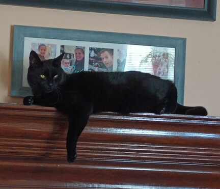 A big black cat is lying lazily on a mantle with one foreleg dangling down.  His beautiful yellow eyes are looking towards the right.  A montage of family photos is hanging behind him in a blue frame.